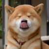 皮皮