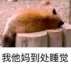 阿巴阿巴阿巴的头像-七玩网资源站