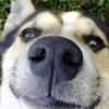 狐狸哥哥