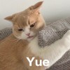喜韩