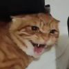 Wow_153
