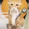潮汐猿