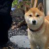 胡桃格挡！