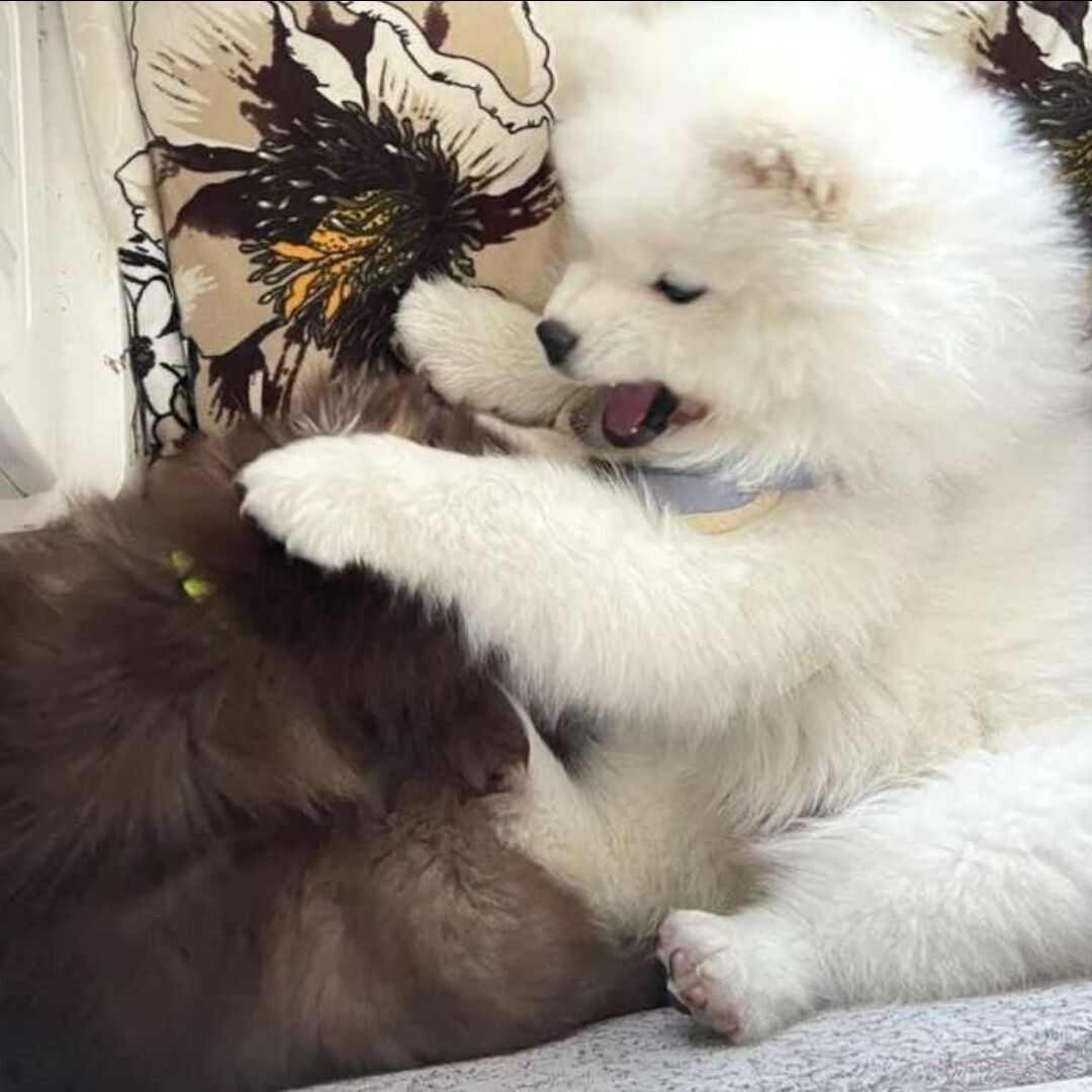 悟汉吗