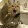 川叶顺