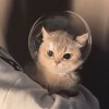 魚恋海的头像-iPA资源站