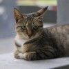 狻猊_278