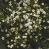用户39464233的头像-iPA资源站