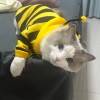 C.k