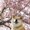 桜_721