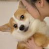 此生不负相思