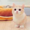 ლ(❛◡❛✿