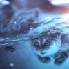 ◇◆花逝泪的头像-iPA资源站