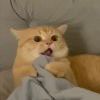 惊讶的猫咪