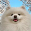 wuzheng的头像 - 聚问天空网