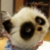 【当年★明皓