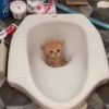 猫猫骑士