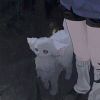 小鱼的头像-FiveM插件网