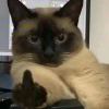 猫猫叹气