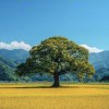 用户28143896的头像-iPA资源站