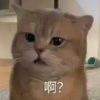 萌萌哒mm