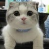 大头猫