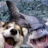 ʕᵔᴥᵔʔ_423