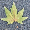 景大爷的头像-魔酷网