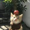 user58774356的头像-iPA资源站