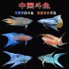 中国斗鱼的头像-iPA资源站