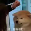 麒麟的头像-魔酷网
