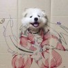 八月柿子