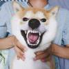 荒。_604