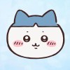 蓝色裤头小猫