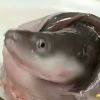 520