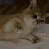 用户94485768的头像-iPA资源站