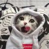 逐梦，逐爱