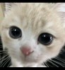 cly_310