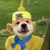 dogㅤ没闹