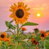 Sun_660