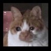 流浪者boss