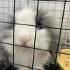 憨憨猪er～