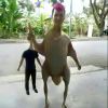樱桃炸弹