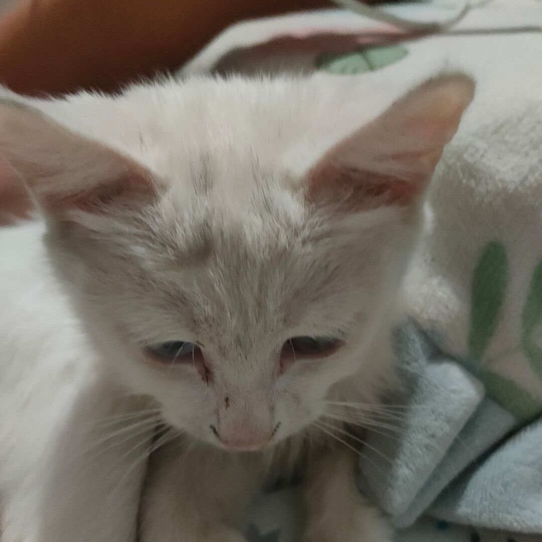 可怜的小猫猫