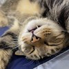 wanttosleep的头像-FiveM插件网