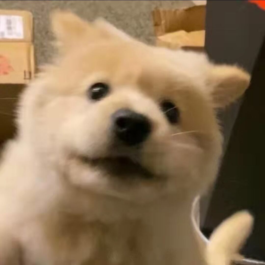 悦吟哈密瓜