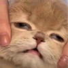 保安大队长