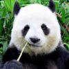 狂热DE月光