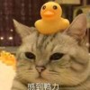 又见的头像-FiveM插件网