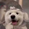 🐶